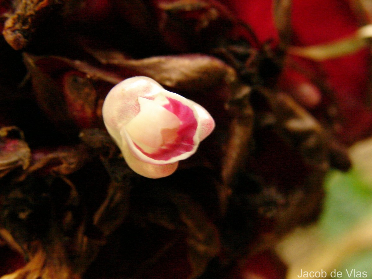 Elettaria floribunda Thwaites
